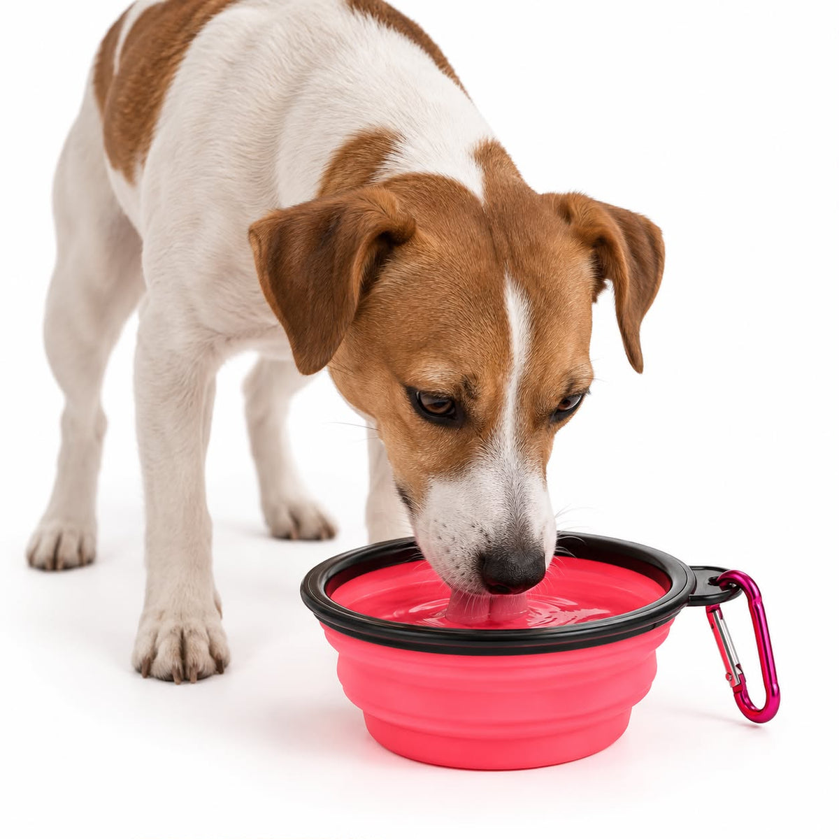 Collapsible Pet Bowl