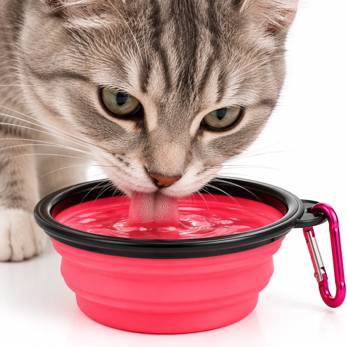 Collapsible Pet Bowl
