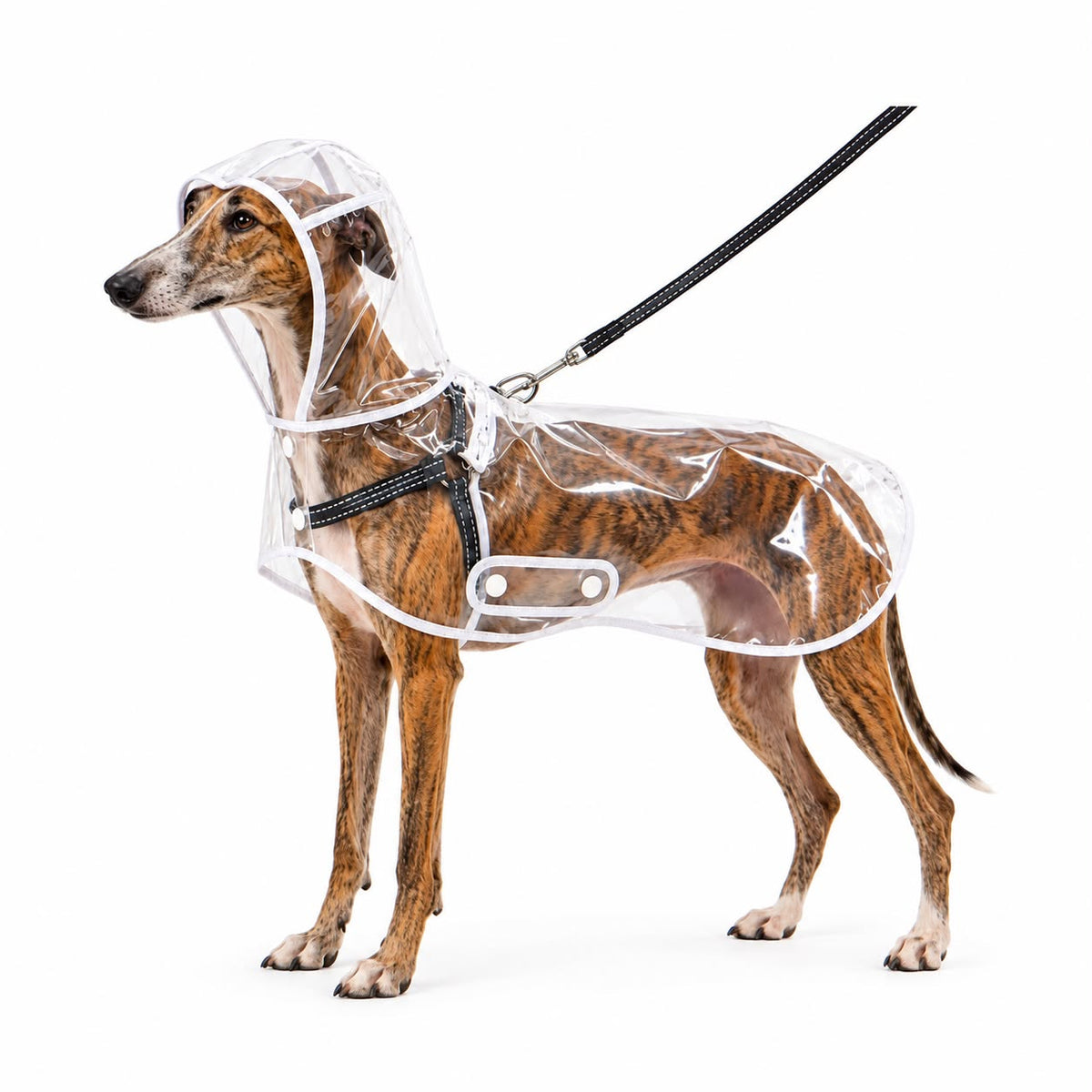 Impermeable transparente para perros