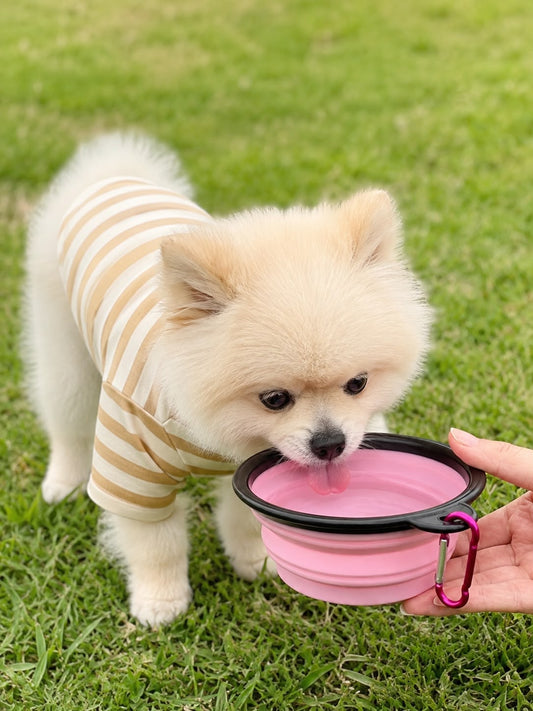 Collapsible Pet Bowl