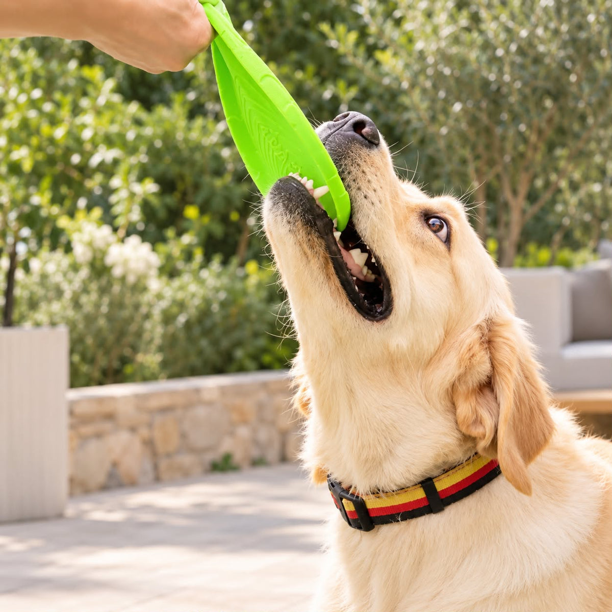 Interactive Flying Disc Dog Toy