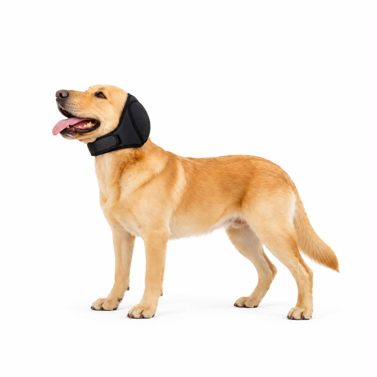 Hörschutz für Hunde, wasserdicht